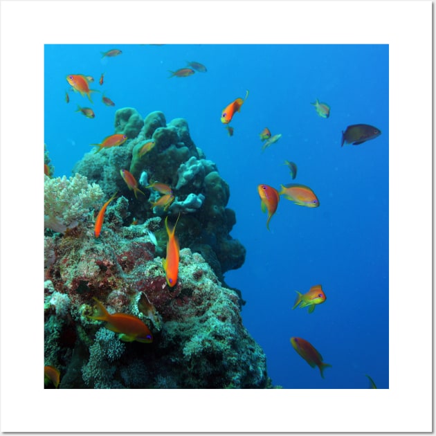 Red Sea Coral Reef Wall Art by likbatonboot